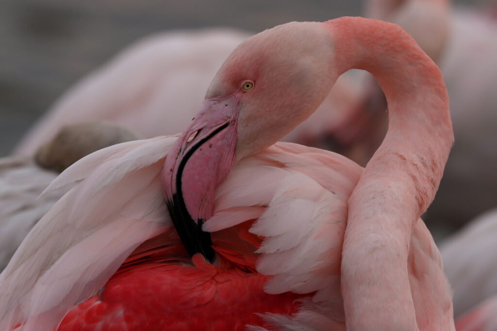 Flamants Roses 10