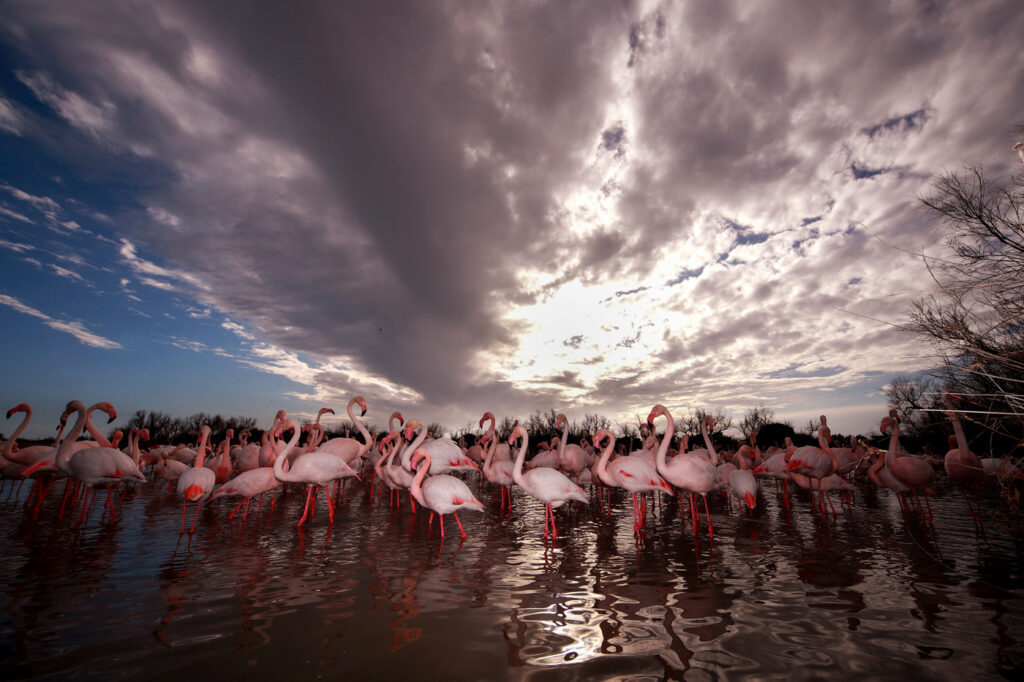 Flamants Roses 11