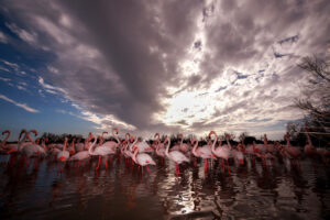 Flamants Roses 11