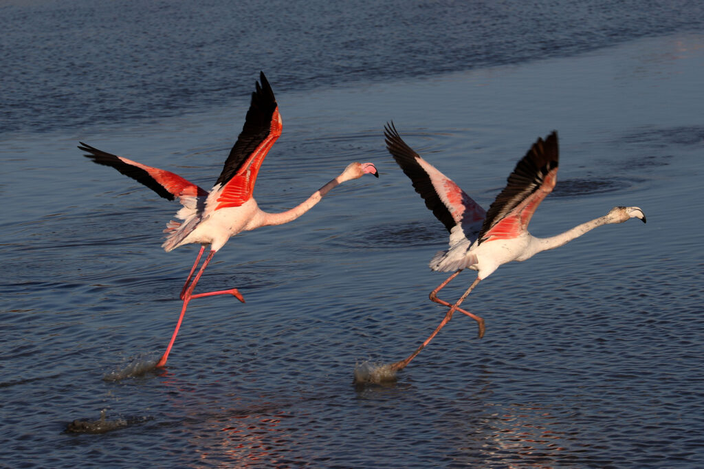 Flamants Roses 12