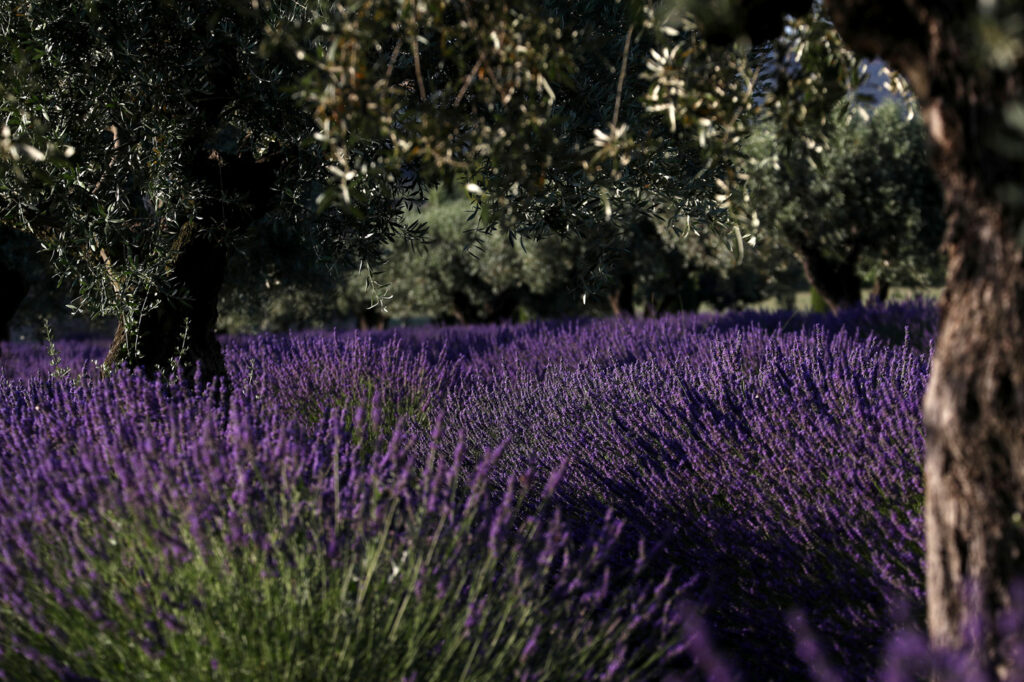Provence 02