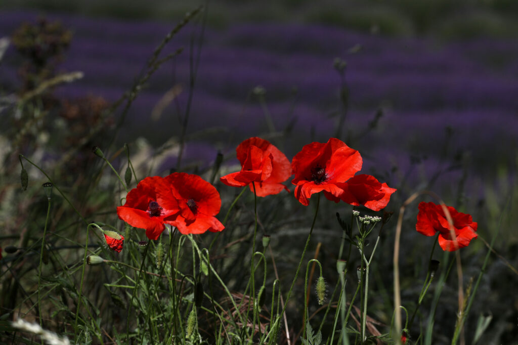 Provence 04