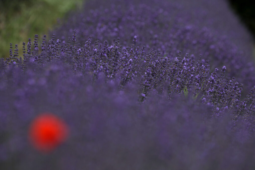 Provence 05