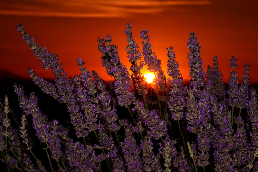 Provence 06