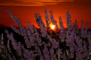 Provence 06