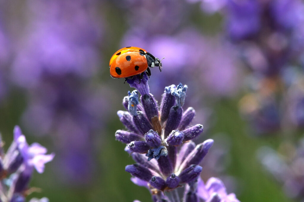 Provence 07