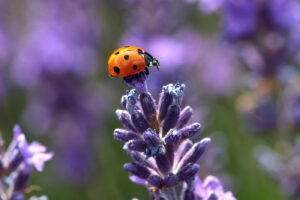 Provence 07
