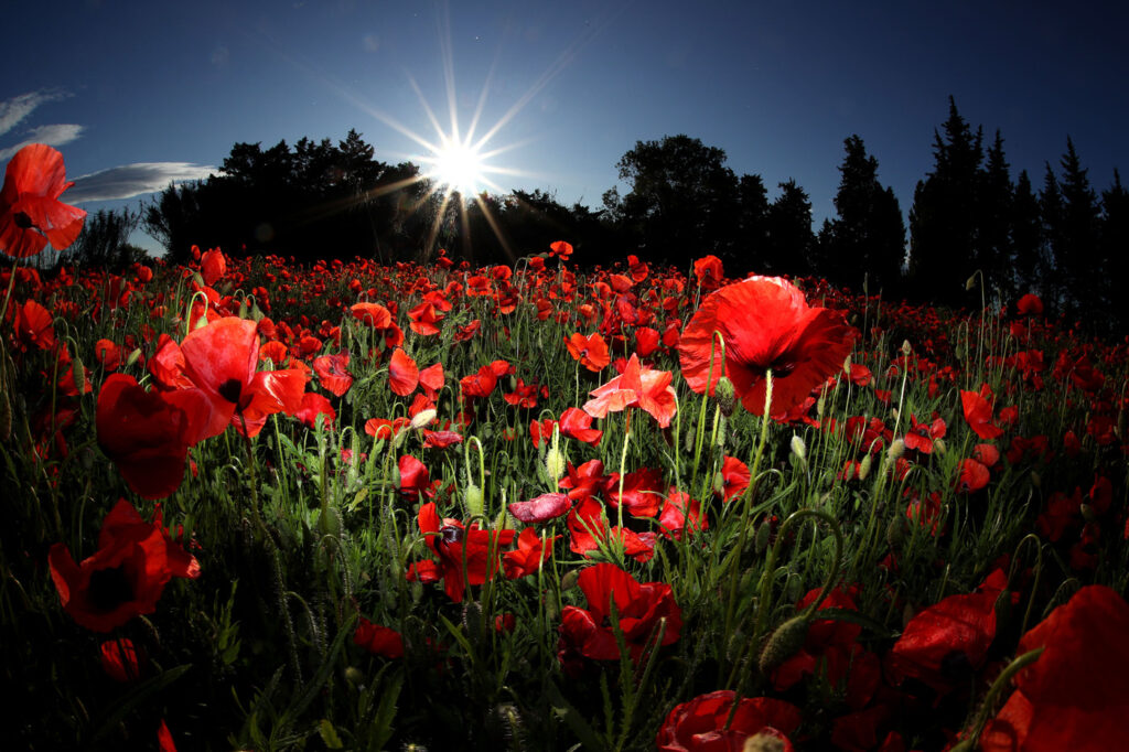 Provence 08