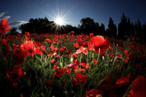 Provence 08