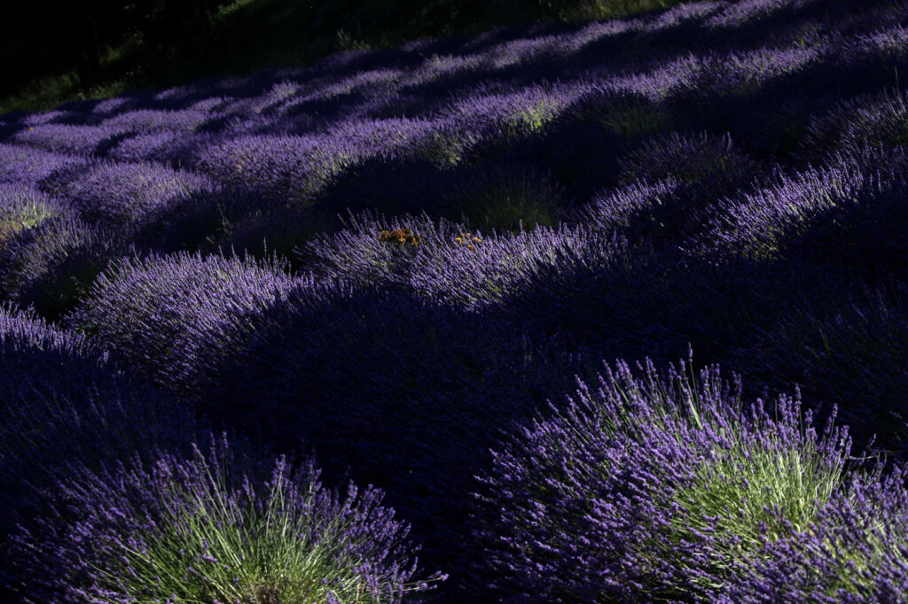 Provence 11