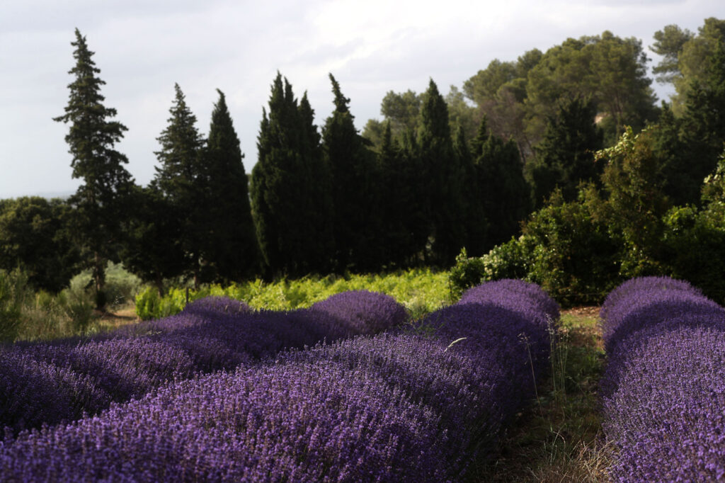 Provence 12