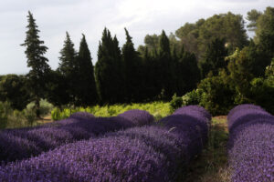 Provence 12