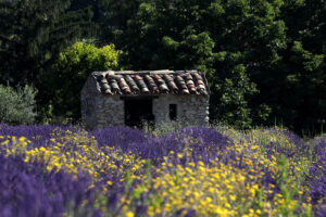Provence 15