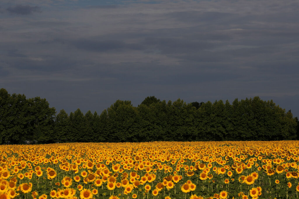 Provence 16