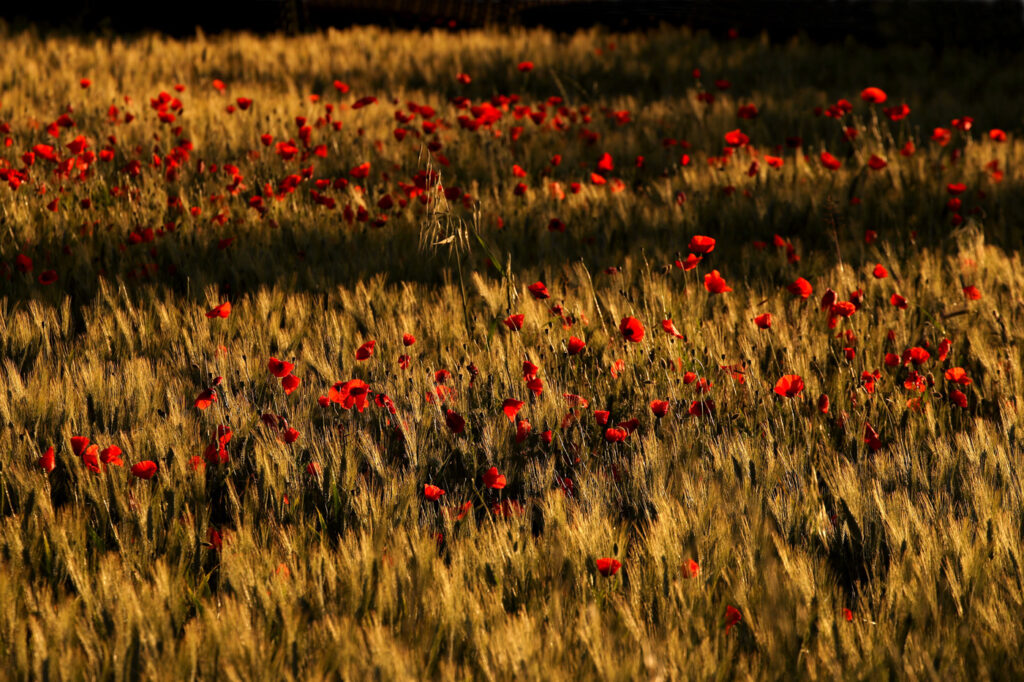 Provence 17
