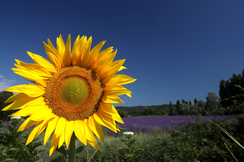 Provence 18